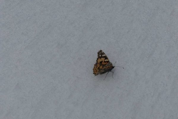 Der Schmetterling war schon ziemlich schwach auf ca 3300m