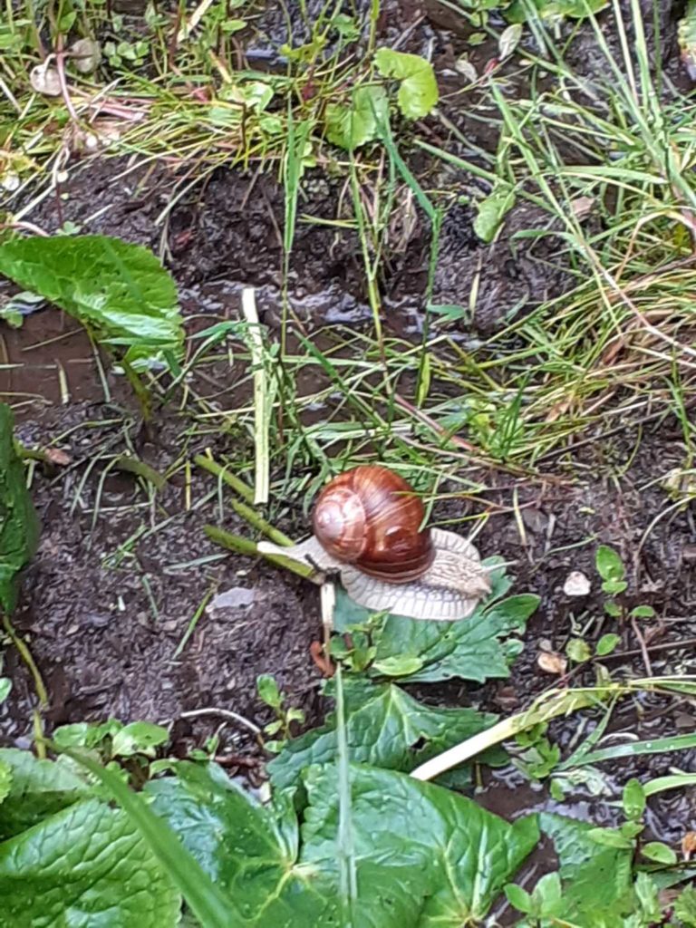 Heute Schneckenwetter